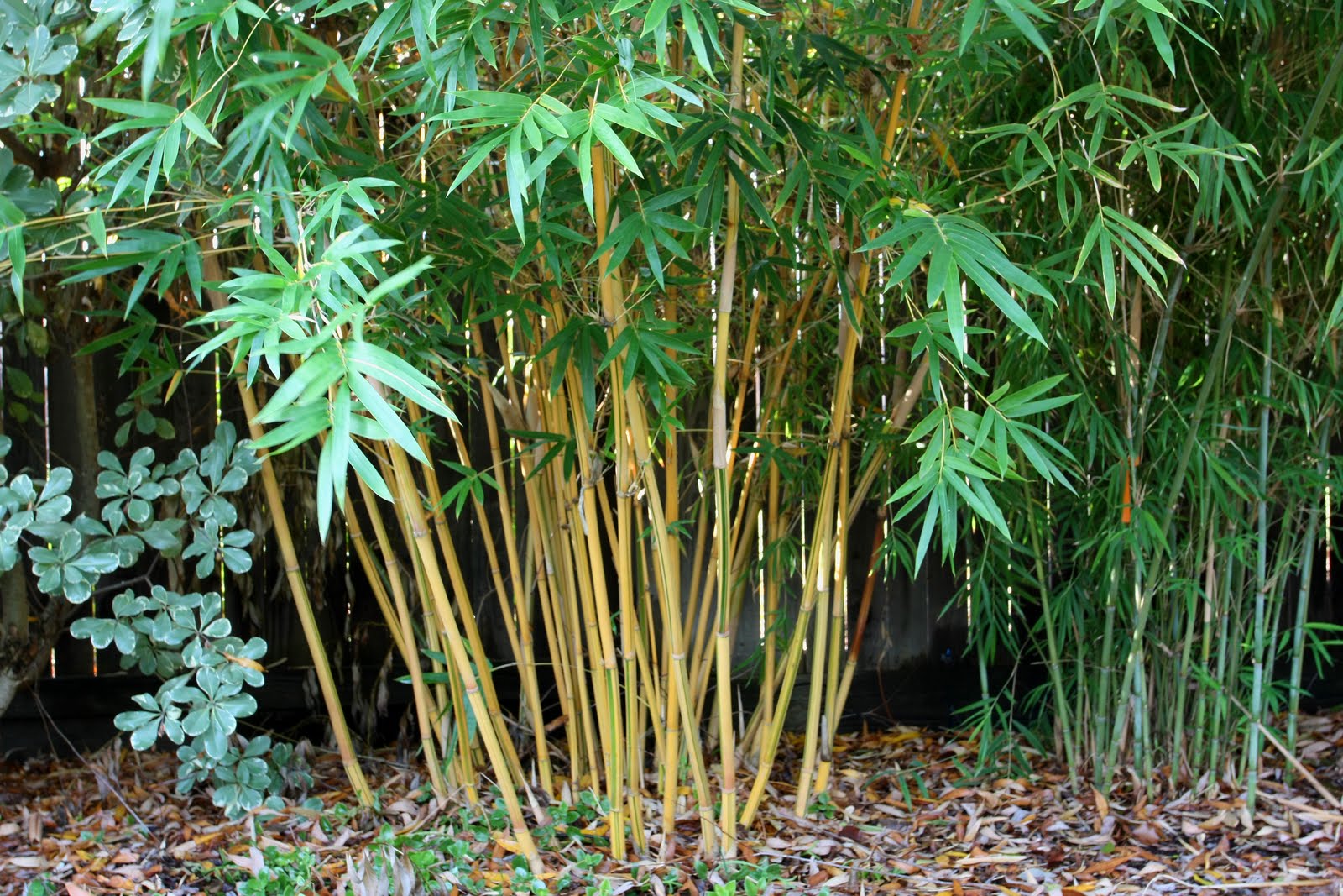 Bamboo