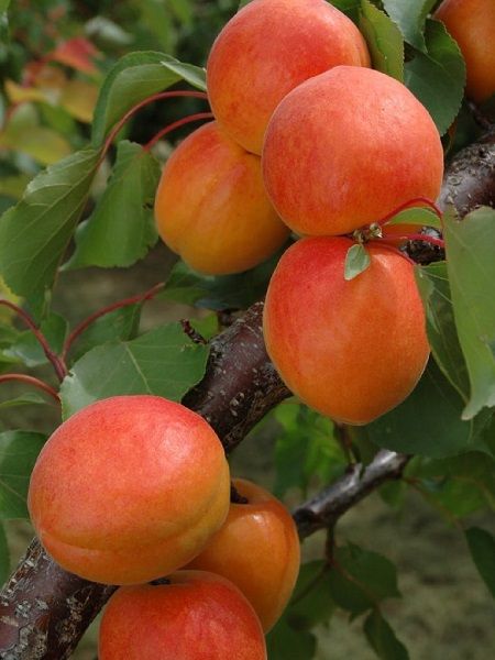 Kayisi fidani malatya