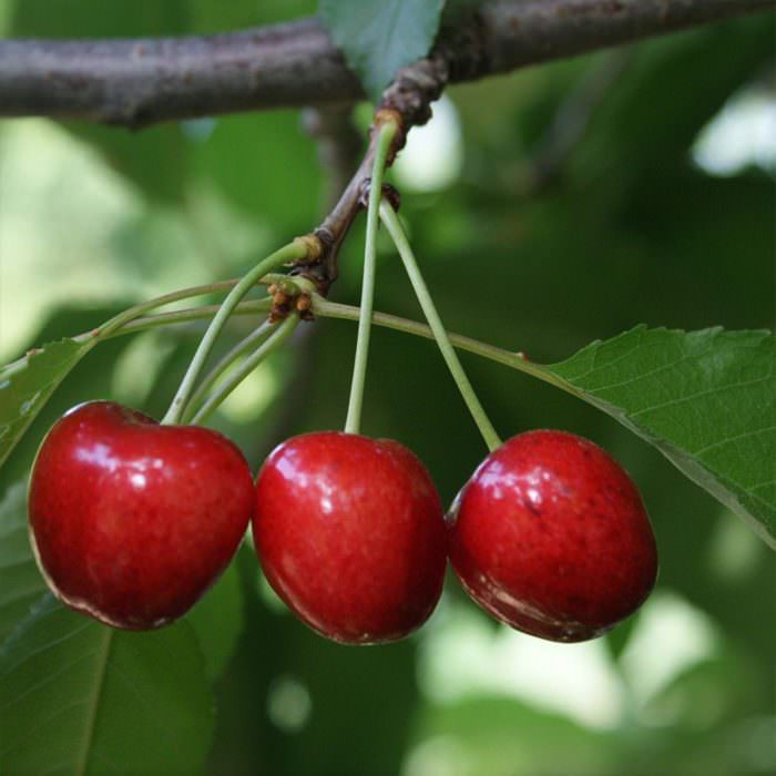 Napolyon 0900 ziraat kirazı